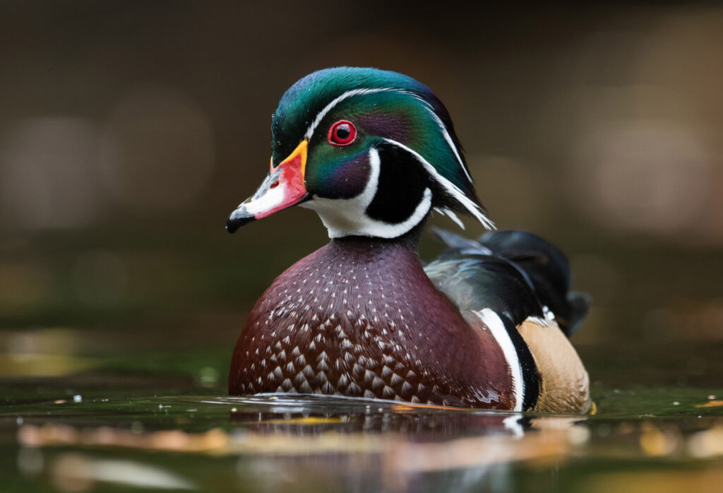 Close up of Wood Duck