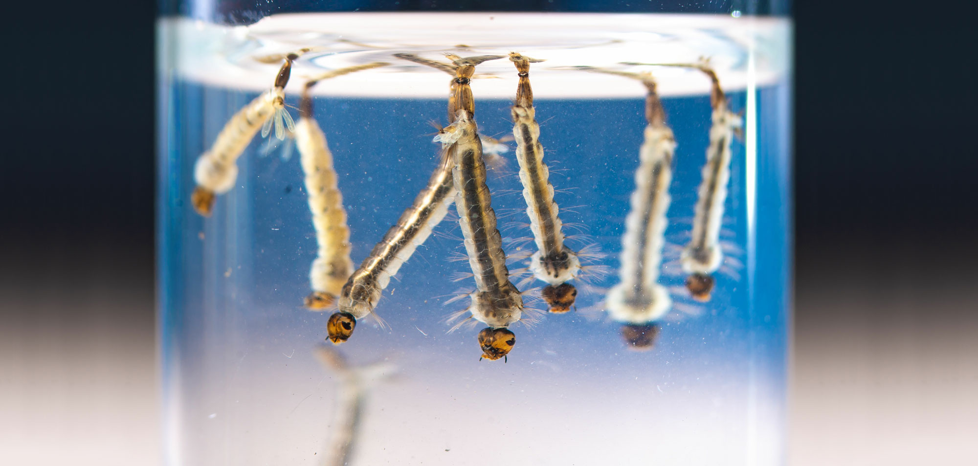 mosquito larvae suspended in water
