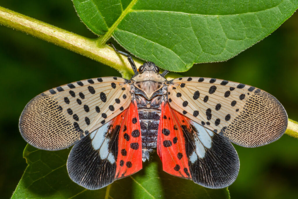 Spotted lanternfly insect with wings spread