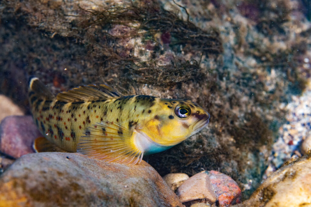 colorful fish hiding amongst rocks