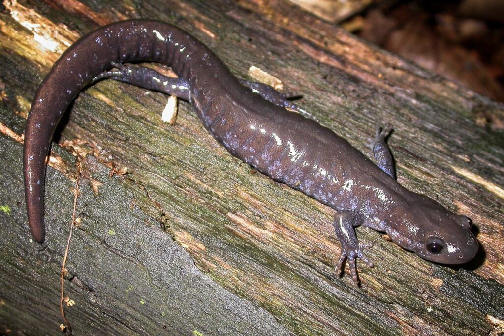 silvery salamander on a log