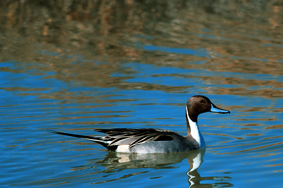 brown and white duck swimming in blue water