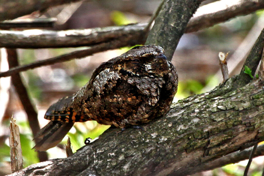 mottled brown bird perched on a branch