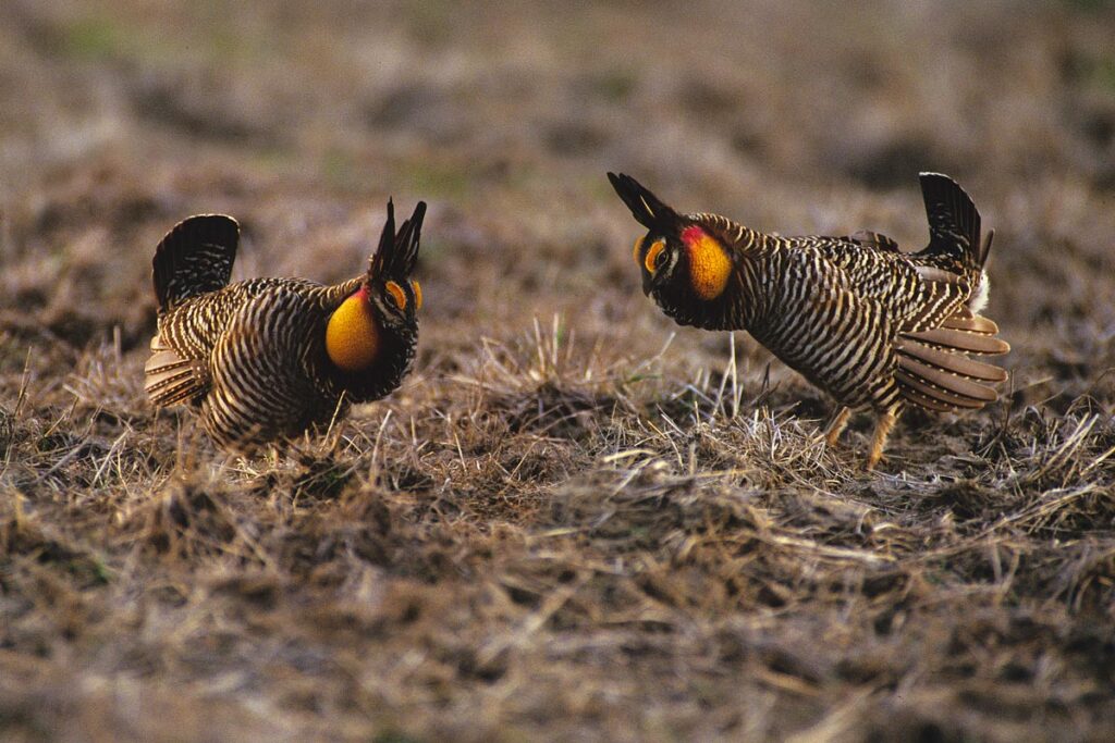 two prairie chickens