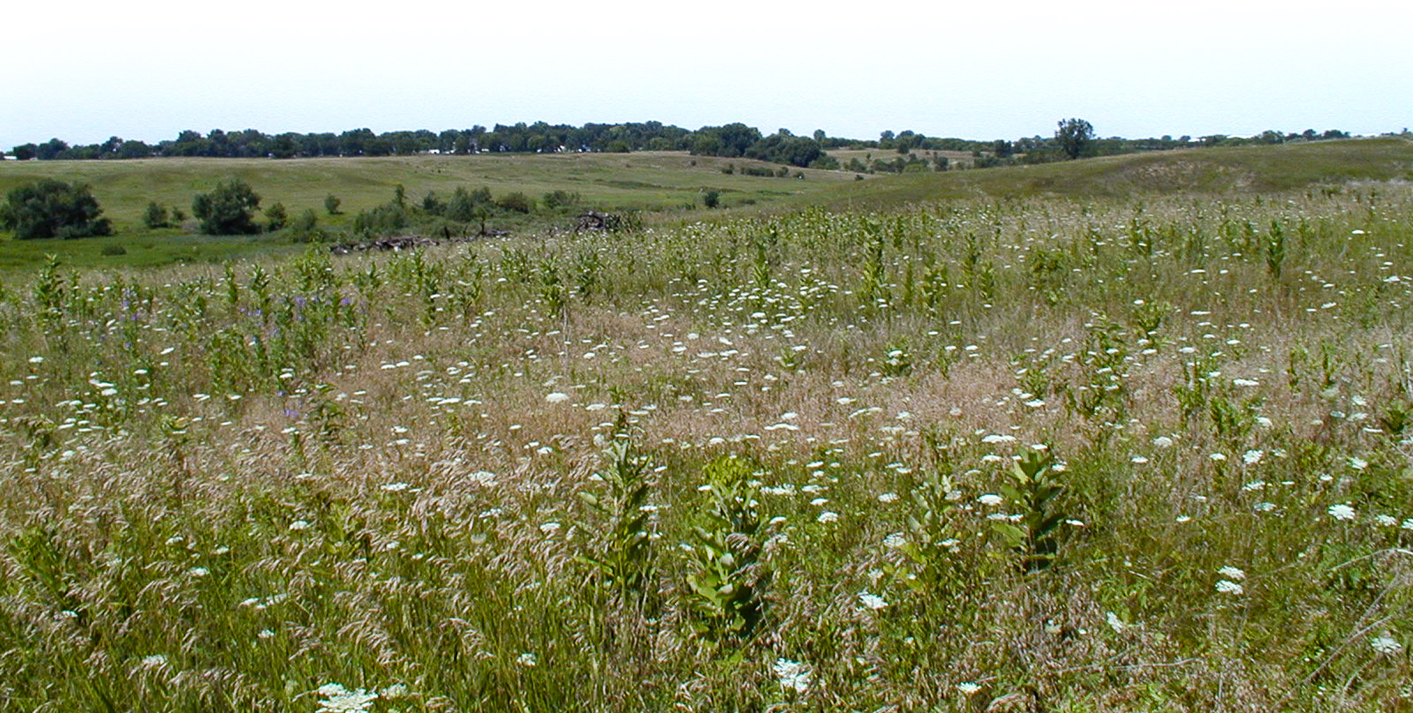 panoramic view of nature preserve with green vegetation and white flowers