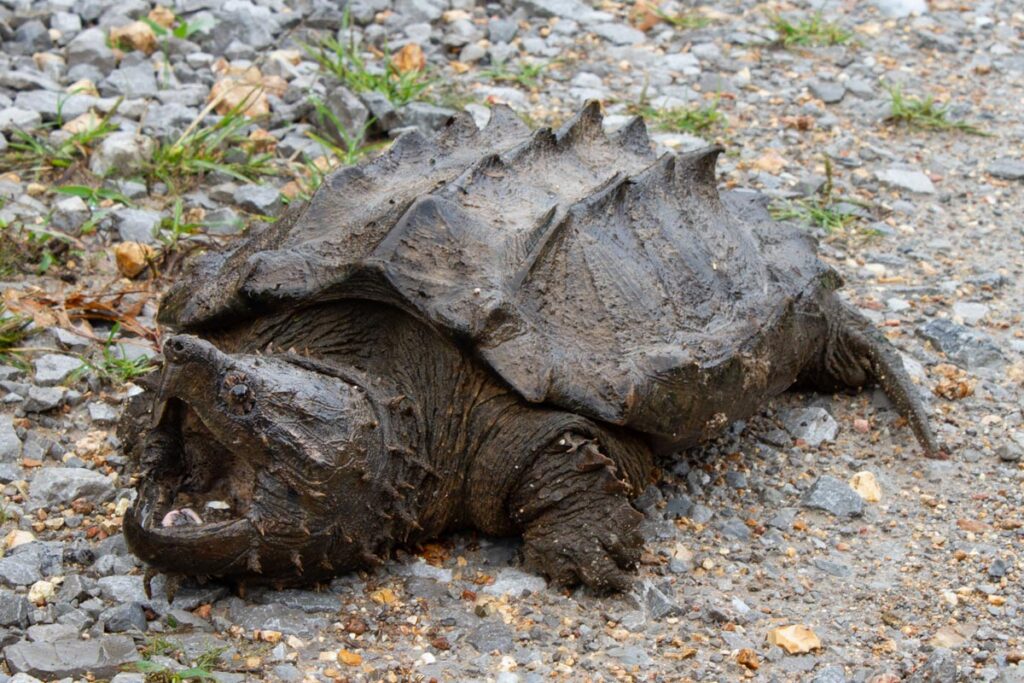 Alligator snapping turtle with mouth open