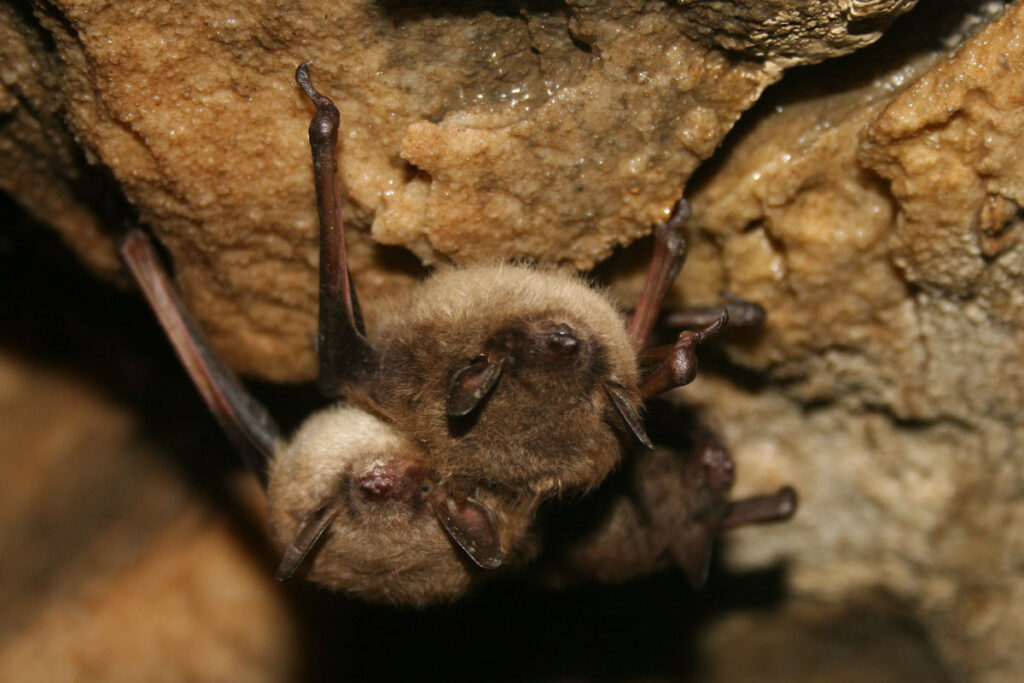 cluster of little brown bats hanging