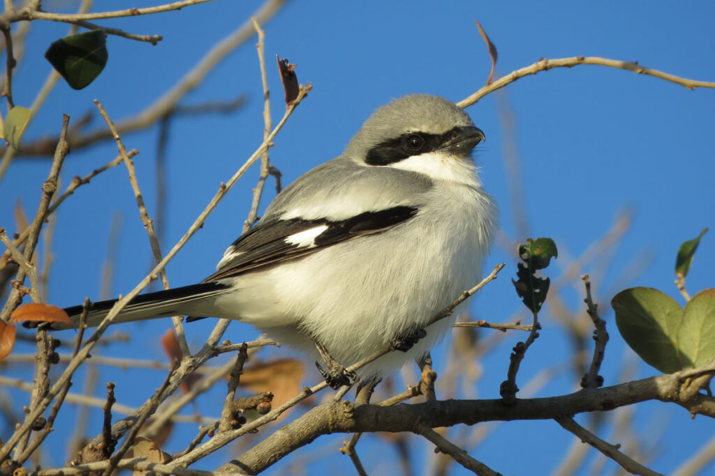 white, black, and gray bird perched on a branch