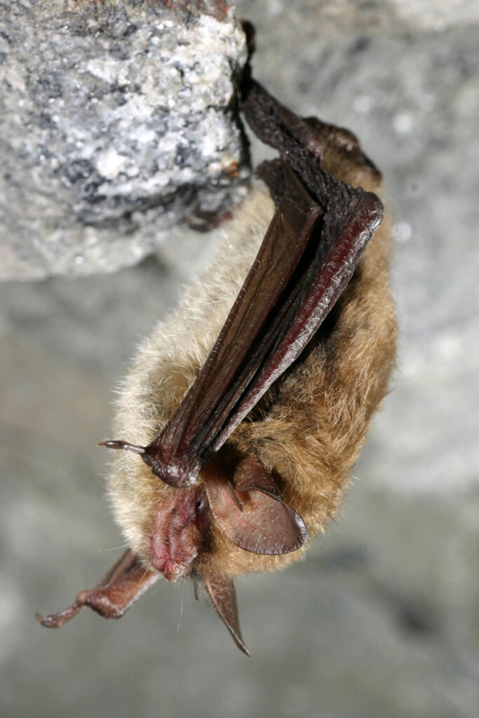 bat hanging from rock surface