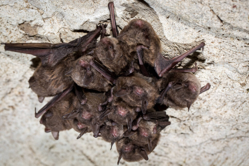 cluster of Indiana bats