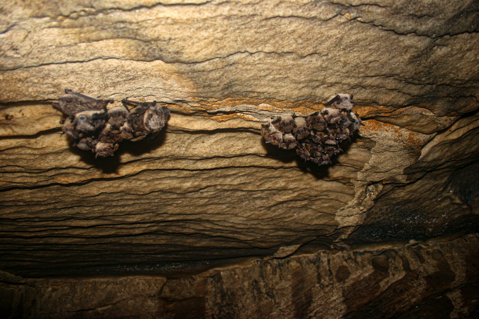 Saving the little brown bat – Prairie Research Institute